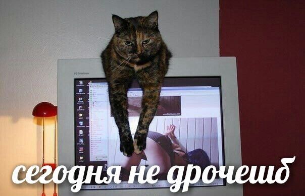 сегодня не. дрочешо