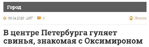 09.04.2020 11:57 94 Печать В центре Петербурга гуляет свинья, знакомая с Оксимироном