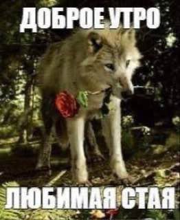 ПЮБИМАЯ СТАЯ