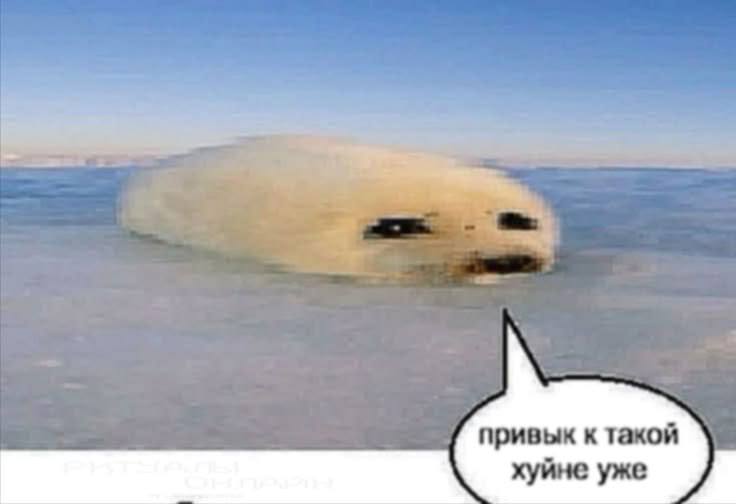 привык к такой