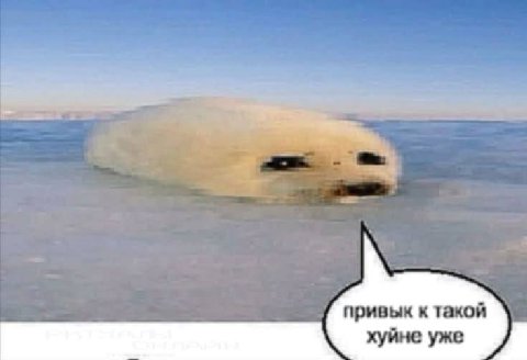 привык к такой
