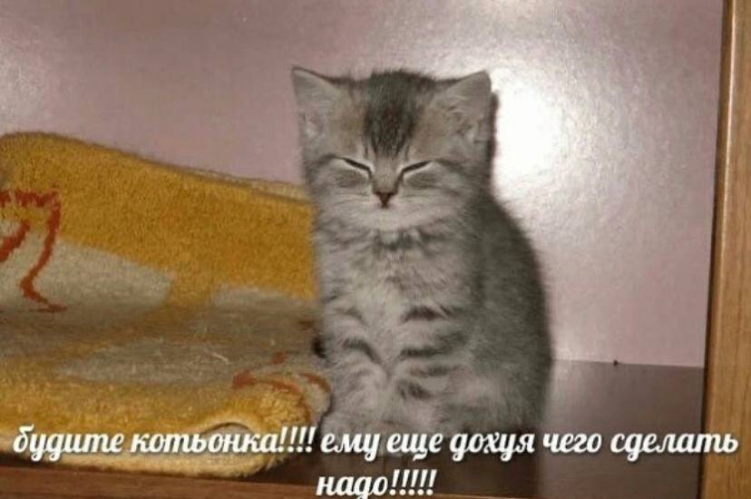 я дудите котьонка!!!! emy еще дохуя чего сделать