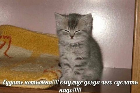 я дудите котьонка!!!! emy еще дохуя чего сделать