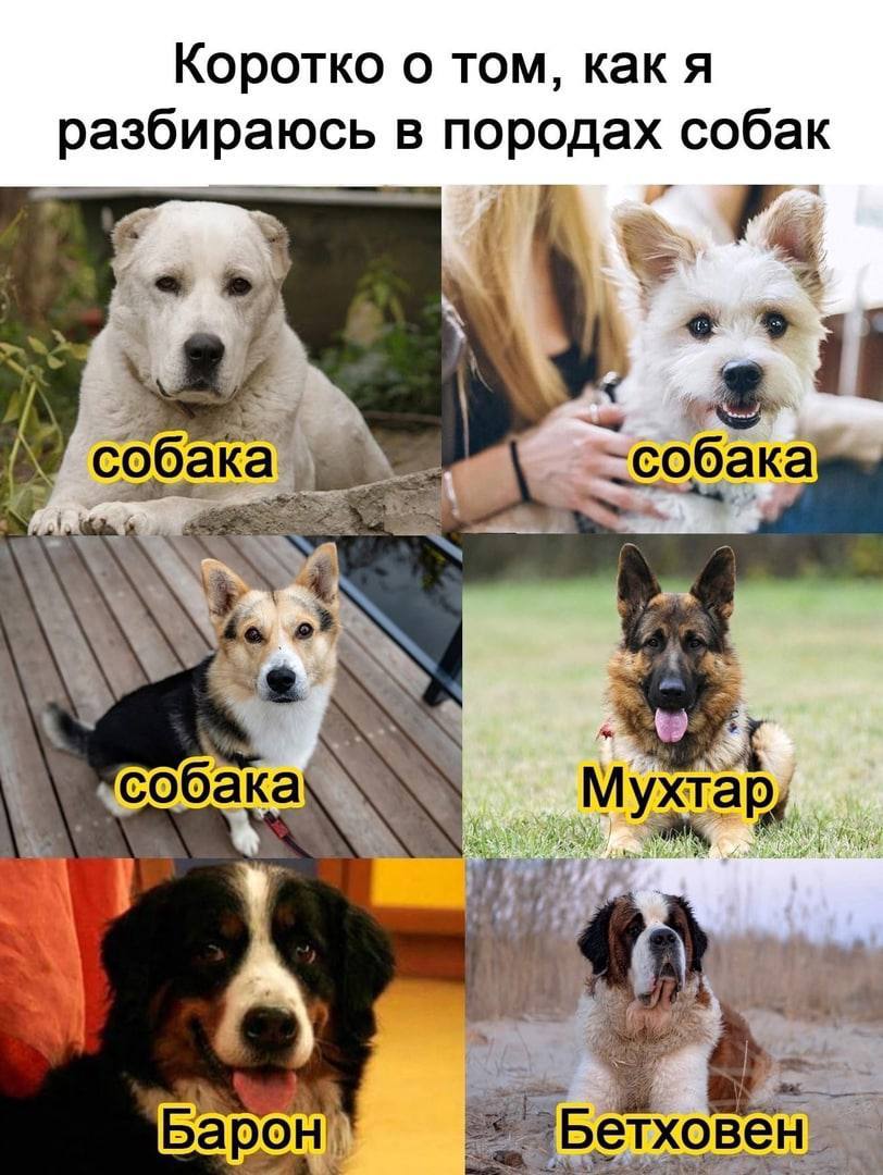 Коротко о том, как я разбираюсь В собак собака “2 собака\ Мухтар Барон! Бетховен
