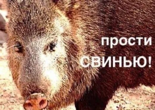 at прости свинью! Jae,