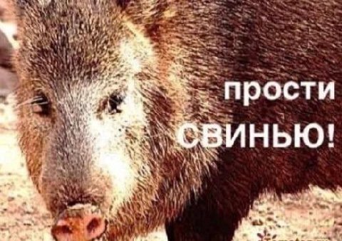 at прости свинью! Jae,