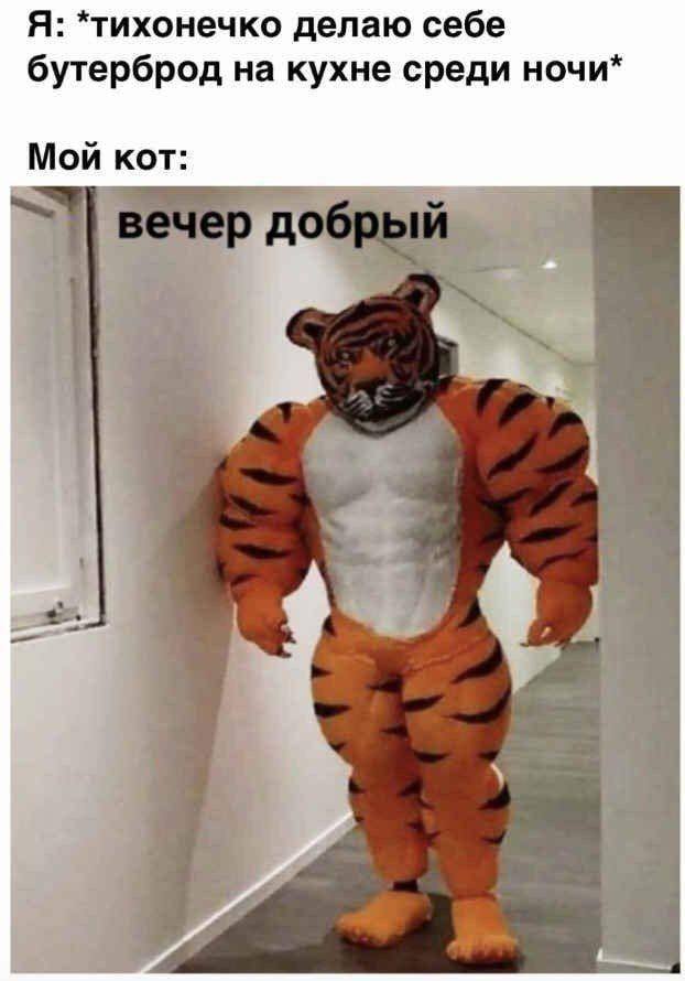 Я: *тихонечко делаю себе бутерброд на кухне среди ночи* Мой кот: до