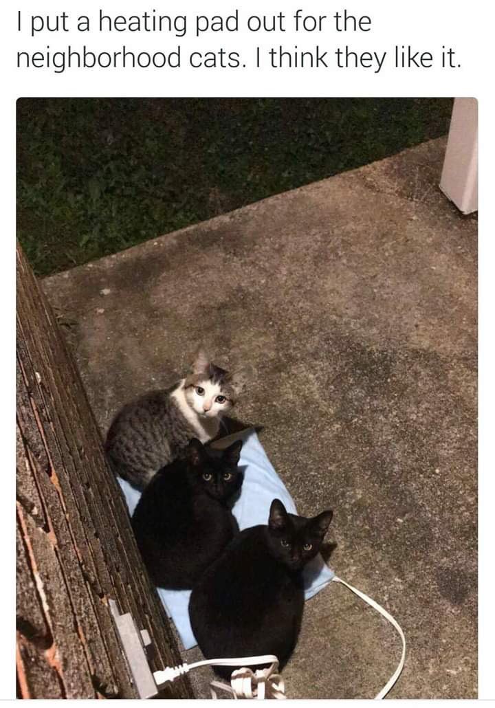 put a heating pad out for the neighborhood cats. think they like it.