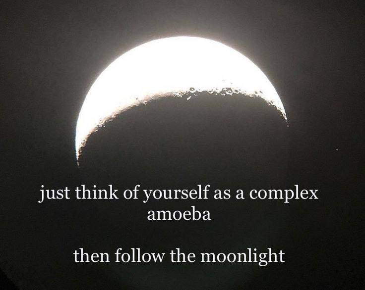just think of yourself as а complex amoeba then follow the moonlight