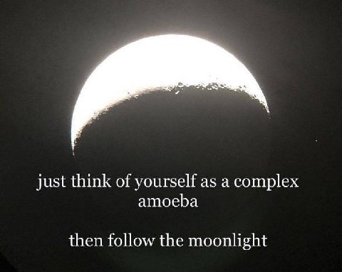 just think of yourself as а complex amoeba then follow the moonlight