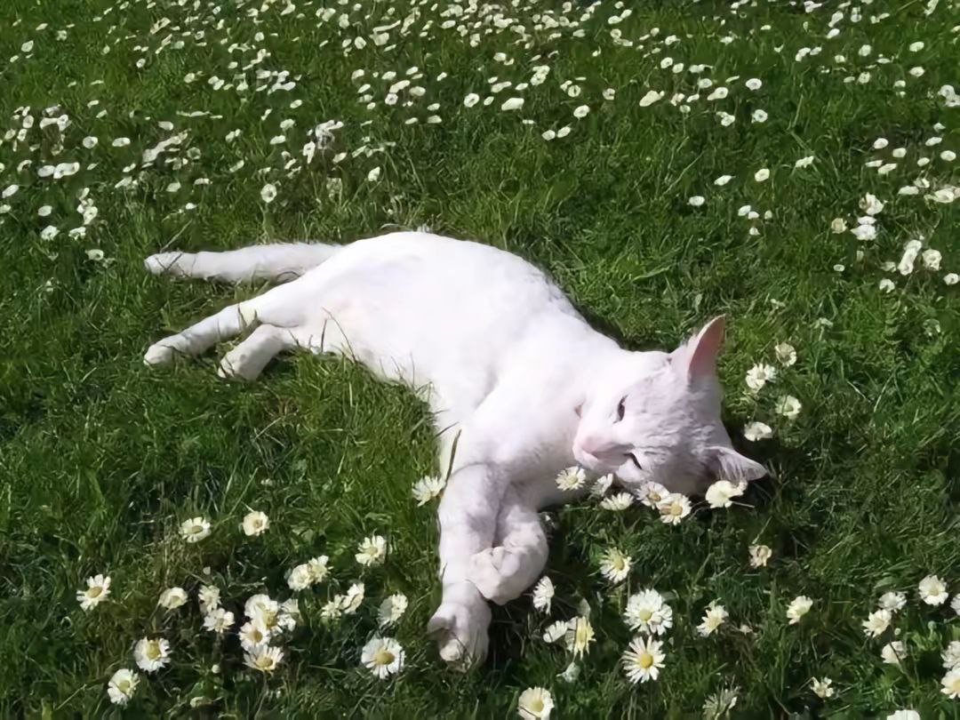 2 ads а у 2 2 ore 2 of of 4 5 A, у А 3 к у к 2 i 4 A 2 4