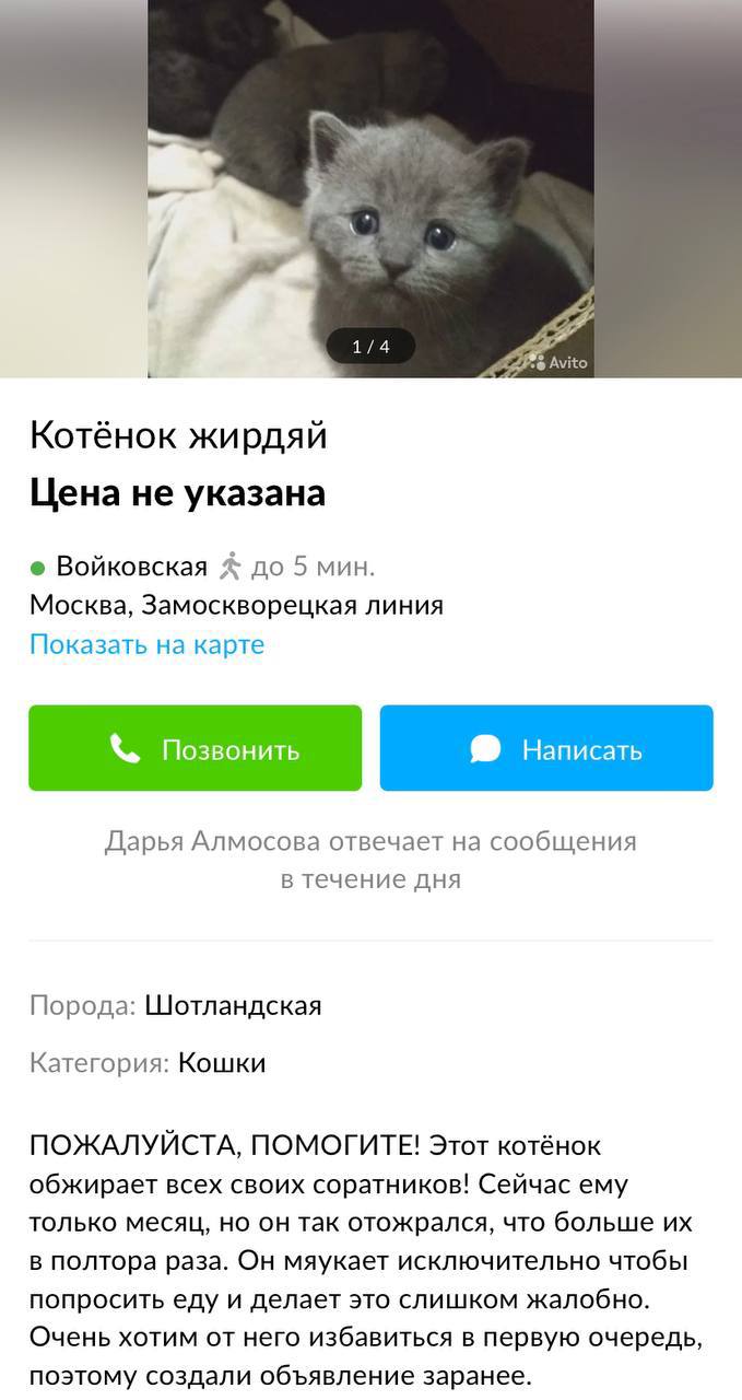 7 27 1/4 Avito Котёнок жирдяй Цена не указана Войковская до 5 мин. Москва, Замоскворецкая линия Показать на карте Позвонить Написать Дарья Алмосова отвечает на сообщения в течение дня Порода: Шотландс