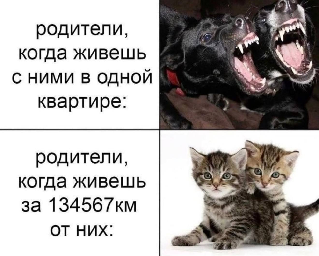 родители, когда живешь С НИМИ В ОДНОЙ квартире: родители, когда живешь за НИХ: