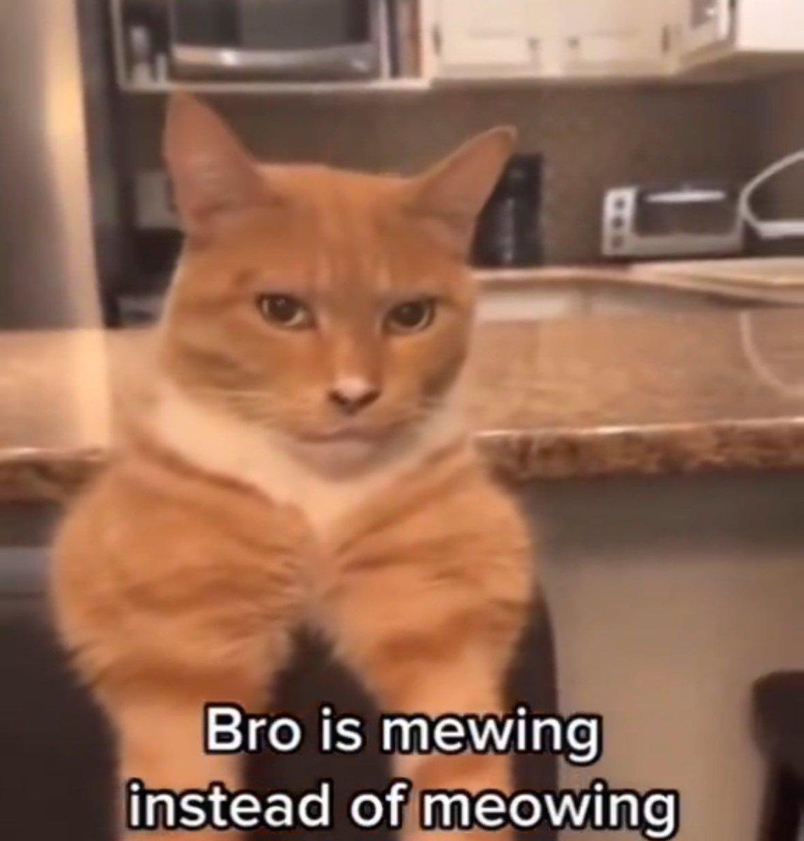 A Bro is mewing instead of meowing