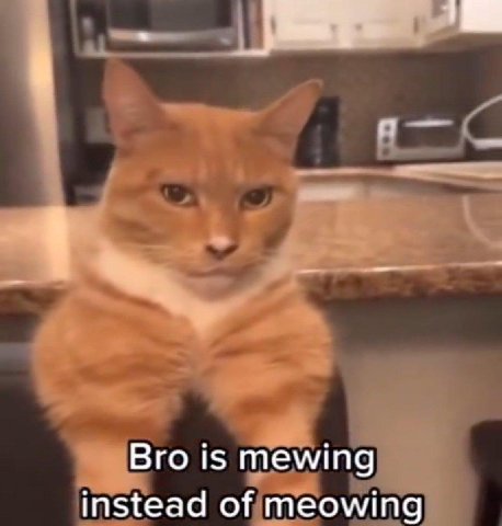 A Bro is mewing instead of meowing