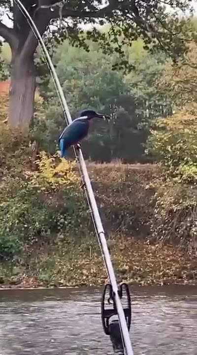 вот так берёшь раз и поймал