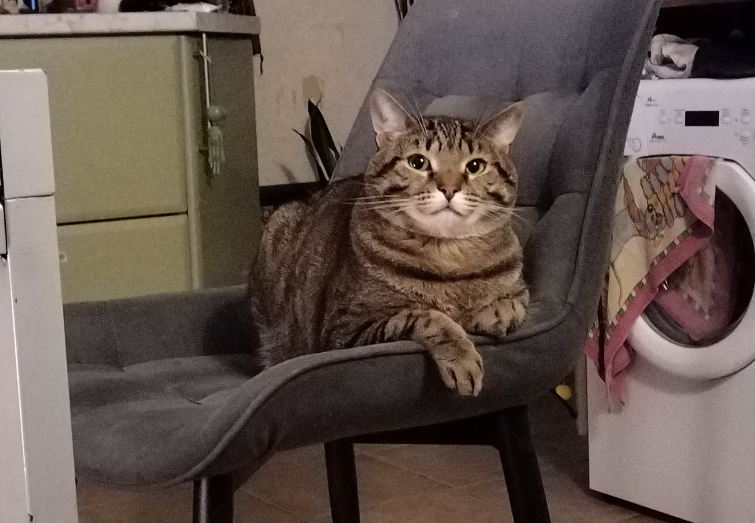 Котячье сердце.