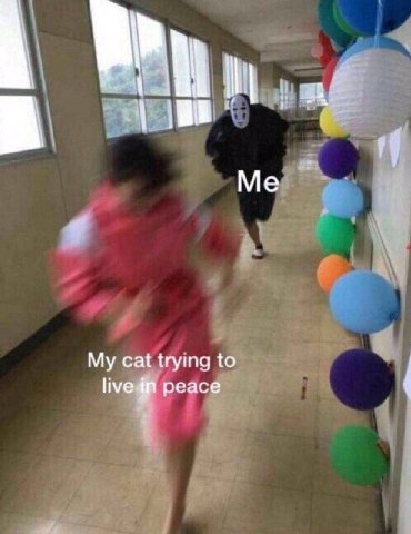 My cat trying to реасе