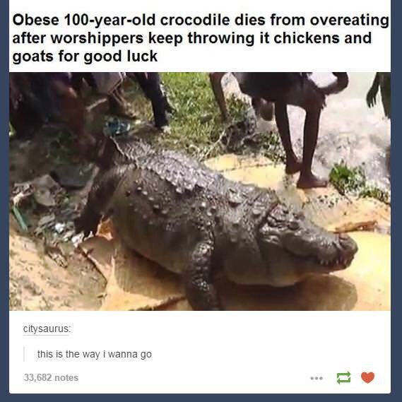 Obese 100-year-old crocodile dies from overeating after worshippers keep throwing it chickens and goats for good luck А, a citysaurus: this is the way i wanna