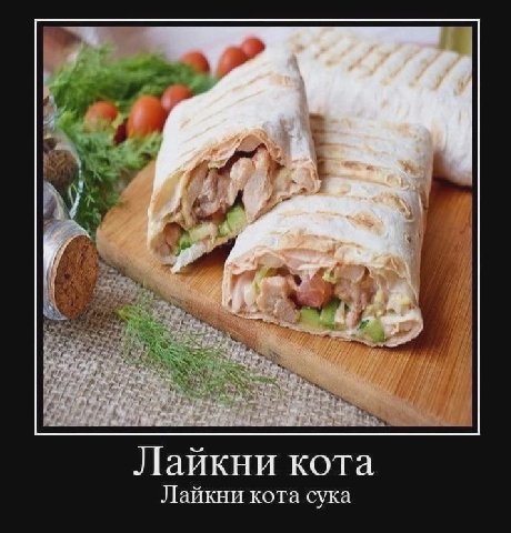 у Лайкни кота Лайкни кота сука
