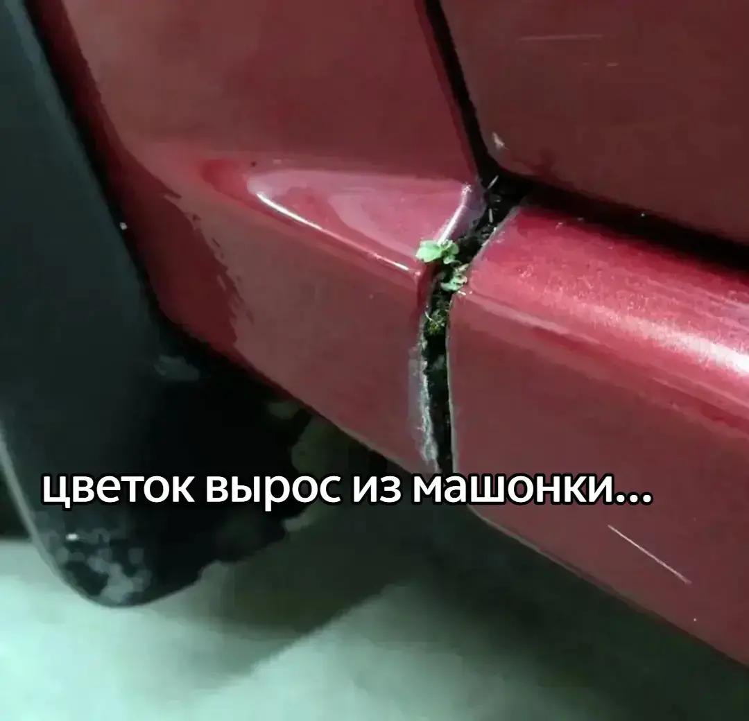 цветок вырос из машонки...