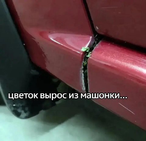 цветок вырос из машонки...
