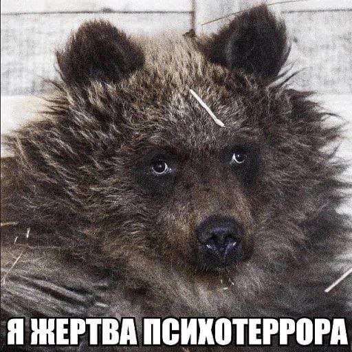 Я ЖЕРТВА ПСИКОТЕРРОРА