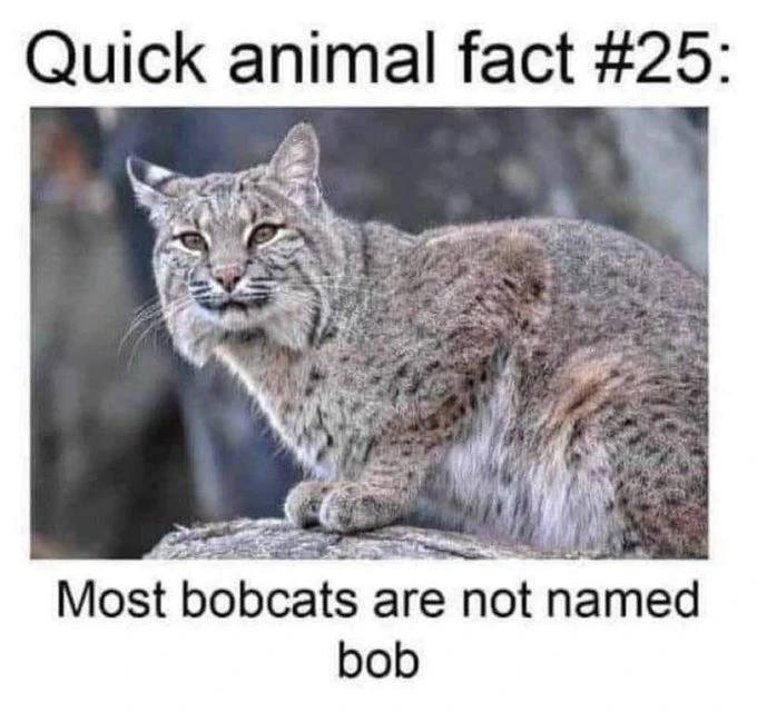 Quick animal fact #25: Most bobcats are not named bob