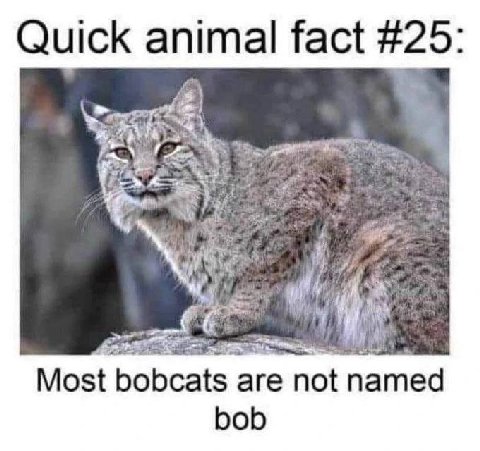 Quick animal fact #25: Most bobcats are not named bob
