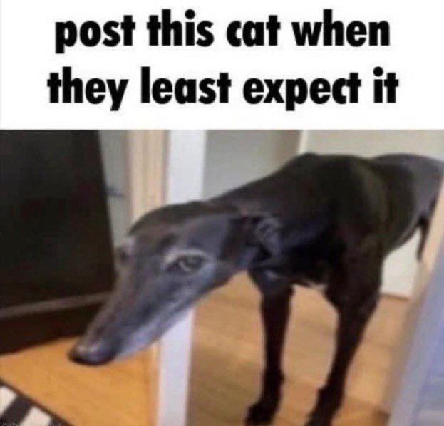 post this cat when they least expect it