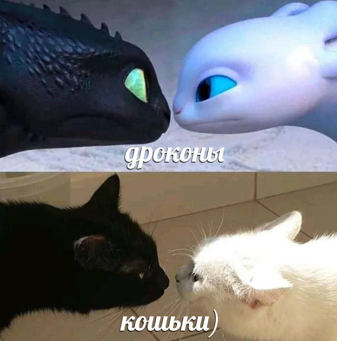 кошьки)