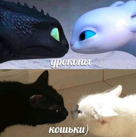 кошьки)