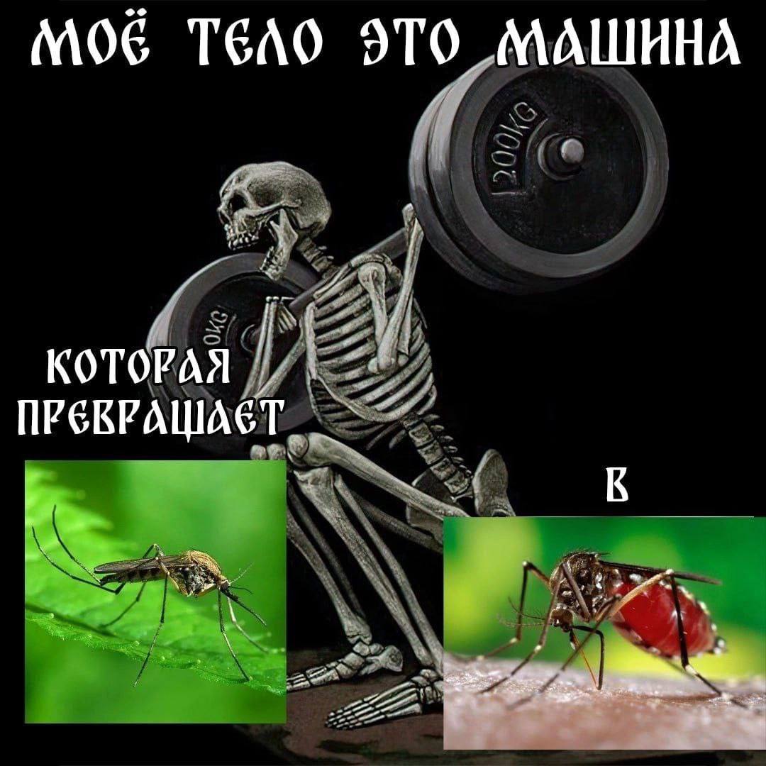 ТЕЛО ЭТО МАШИНА КОТОРАЯ