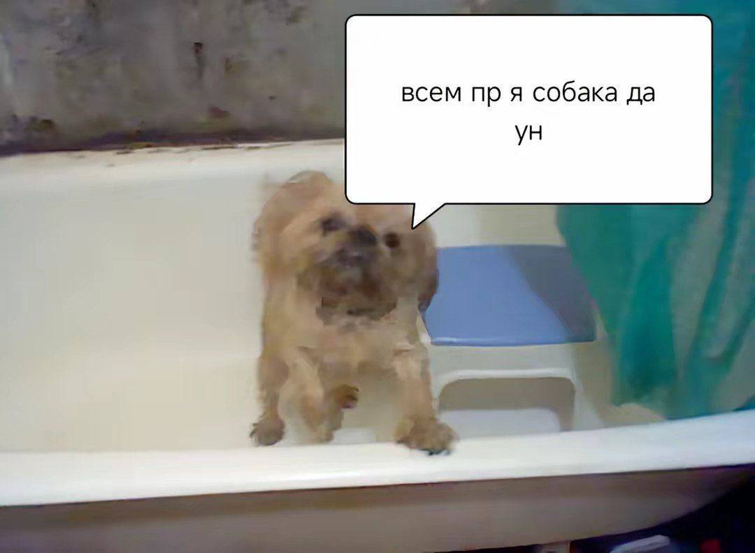 всем я собака да