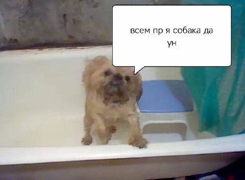 всем я собака да
