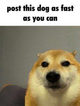 post this dog as fast as you can