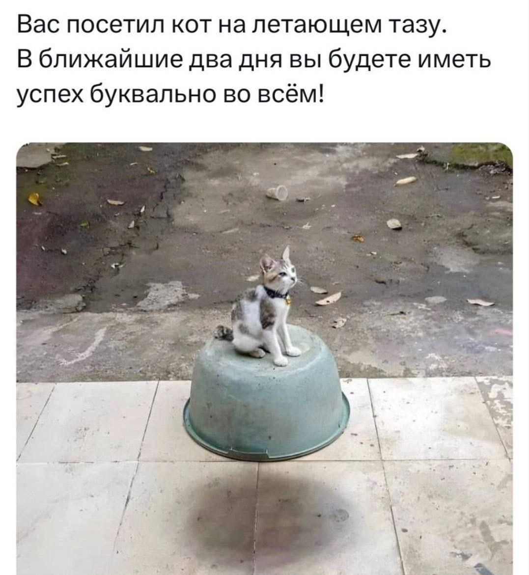 Вас посетил кот на летающем тазу. В ближайшие два дня вы будете иметь успех буквально во всём!