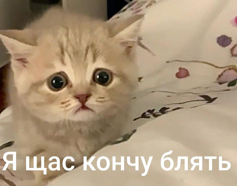 Я щас кончу блять’