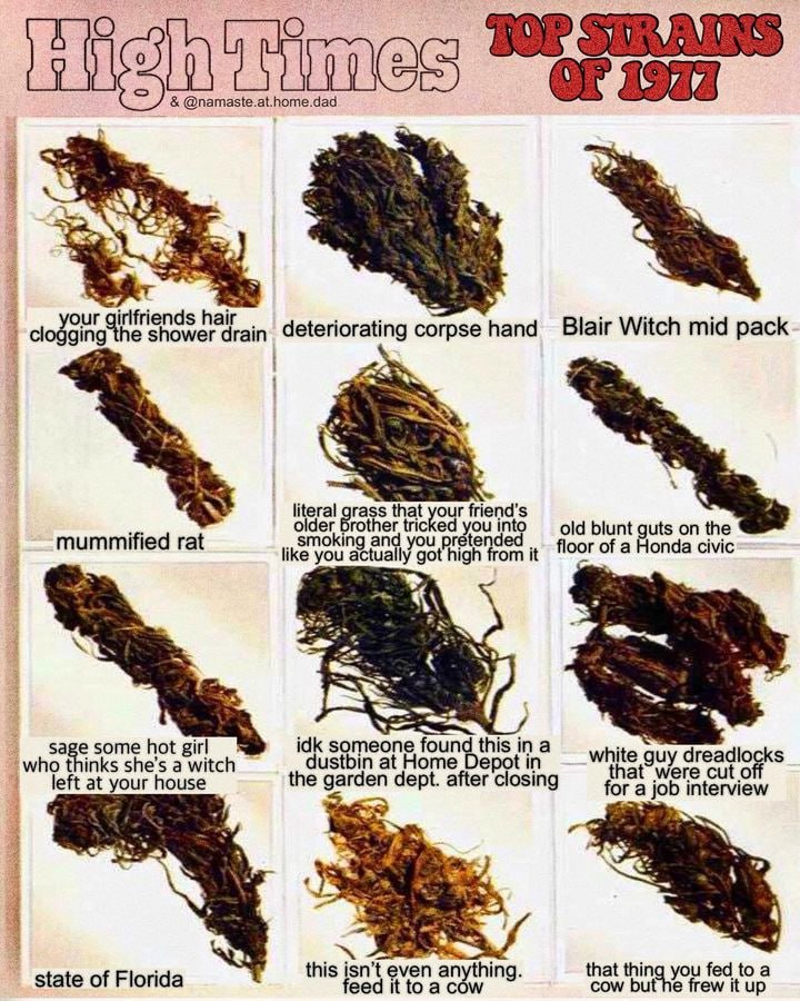 Hig @namaste.at.home.dad our hair ging he shower drai corpse папа Blair Witch mid pack aS literal rass that our friend’s older Brother tricked into old blunt guts on the mummified rat smoking and you 