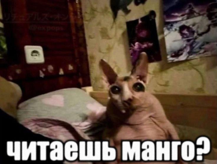 читаешь манго?