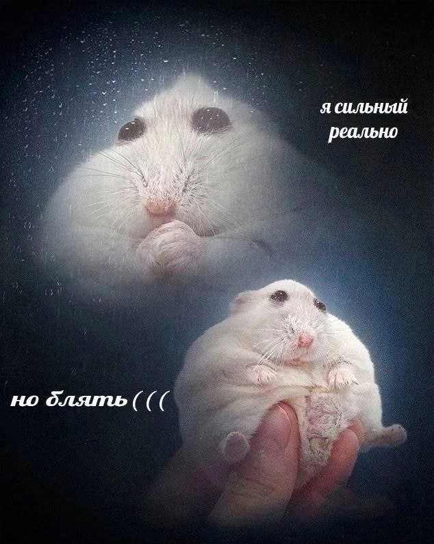 я сильный реально 4. if vag блять