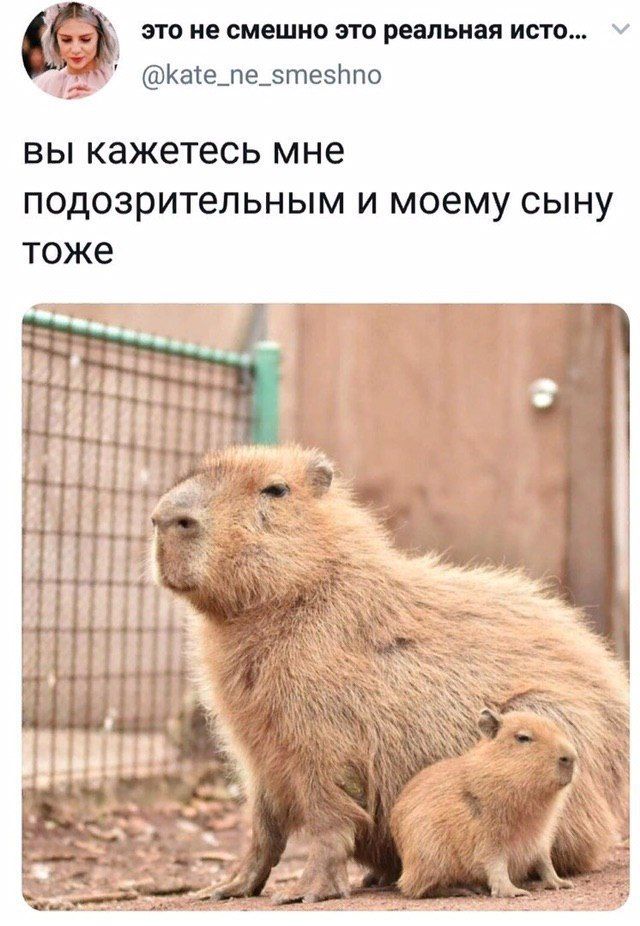 это не смешно это реальная исто... @kate_ne_smeshno вы кажетесь мне подозрительным и моему сыну тоже "Ses if iil if