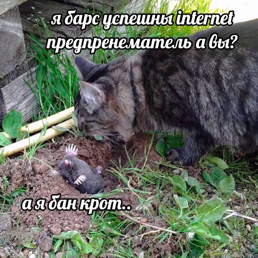 я барс предпренематель. а вы? we а я дан крот..