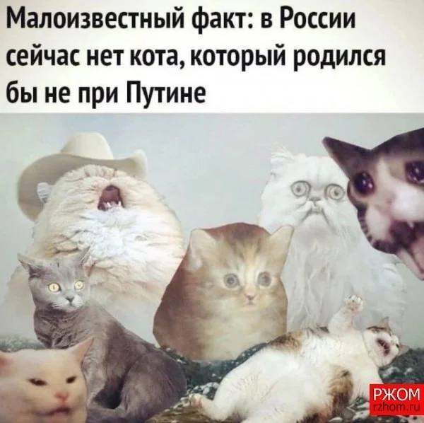 Малоизвестный факт: в России сейчас нет кота, который родился бы не при Путине РЖОМ