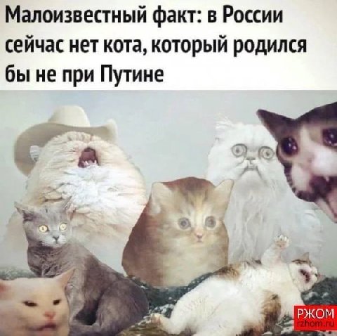 Малоизвестный факт: в России сейчас нет кота, который родился бы не при Путине РЖОМ
