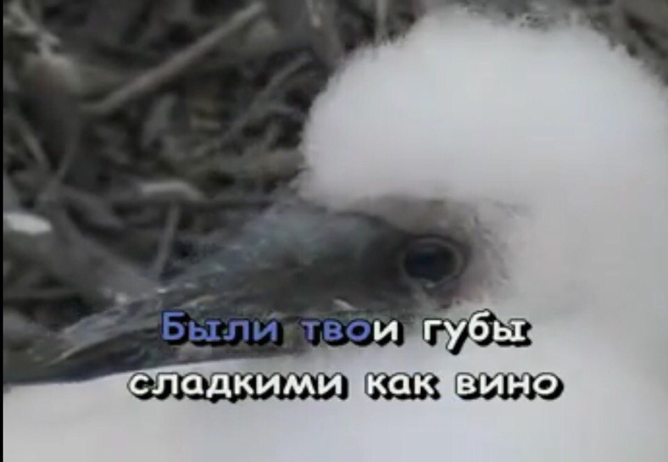 и губы сладкими как. вино