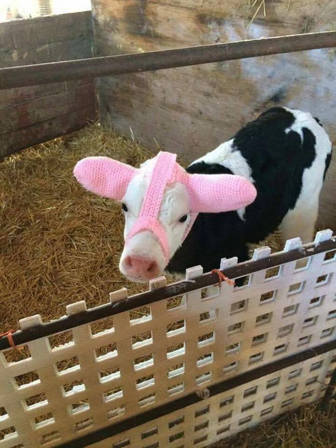 found out farmers often protect their young cows from frostbite by using special earmuffs and i mean just look at them
