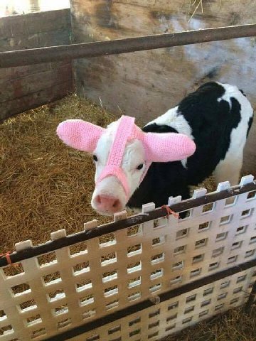 found out farmers often protect their young cows from frostbite by using special earmuffs and i mean just look at them