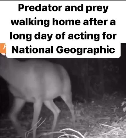 walking home after a National Geographic
