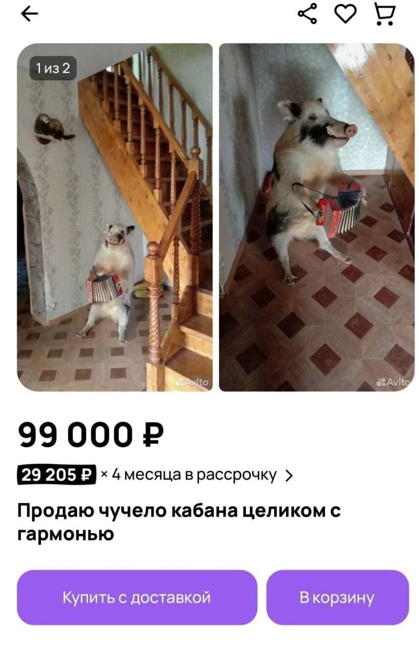 OF 2 i 4 месяца в рассрочку Продаю чучело кабана целиком с гармонью